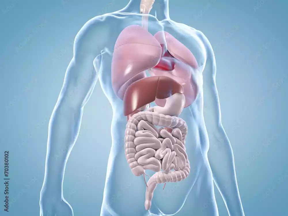 Innere Medizin Innere Medizin